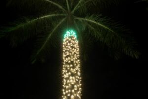 christmas light installation near you in naples fl 31 Palm tree at night wrapped in glowing white lights, topped with a ring of green lights. A festive and tropical holiday atmosphere.